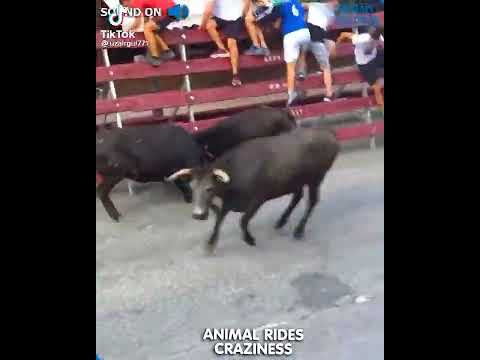 doble cogida por 2 vacas