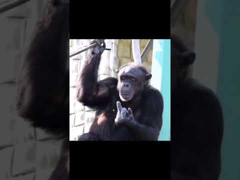 funny animals video #shortvideo #shorts