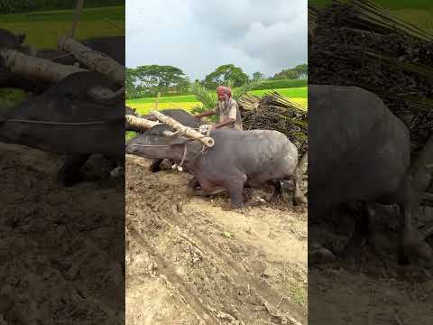 মহিষের টানে জীবনের লড়াই #shortvideo #subscribe