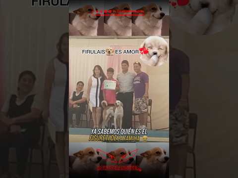 Firulais es amor