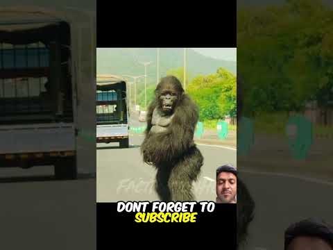 This gorila help truck driver. Gorila has 1000 iQ???#shorts