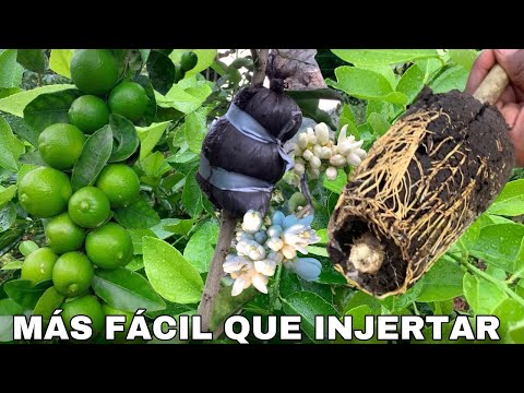 MIL VECES MEJOR QUE INJERTAR,REPRODUCE TU LIMONEROS EN CASA FÁCIL Y RÁPIDO