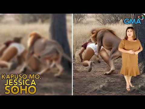 Kapuso Mo, Jessica Soho: BABAE, SINUGOD NG KALABAW! | kmjs | kmjs latest episode