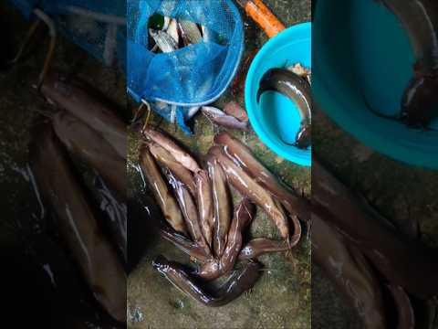 Begini kalau racun akar tuba dilarutkan di parit