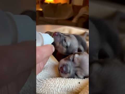 feeding them #shortvideo #shorts