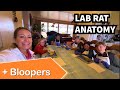 Rat Dissection and Anatomy Concepts