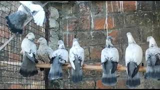 pure saharanpuri kabootar for sale