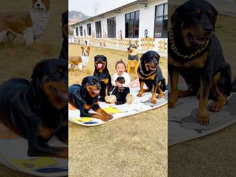 这才是家里真正的霸主#一坨 #rottweiler #罗威纳 #罗威纳护卫犬 #rottweilerpuppy #向威和一坨 #pets #老友狗狗 #萌宠 #funny #搞笑 #狗狗