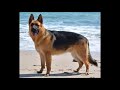 Understanding German Shepherd Characteristics