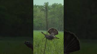 Sometimes they shake the ground.. sometimes they don't. NEW VIDEO 6 p.m. EST!! #TurkeyHunting #fyp