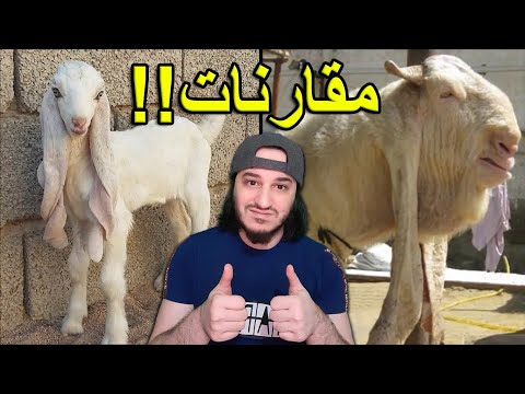 مقارنات لأحجام و أشكال بطريقة رهيبة 🐳🌍