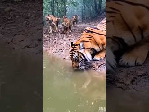 Crocodile vs Tiger Fight in Amazon forest 🤯 #crocodile #tiger #crocodileattack #amazonforest