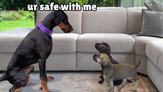 Rescue Puppies Mom Passed Away... Our Doberman Stepped Up