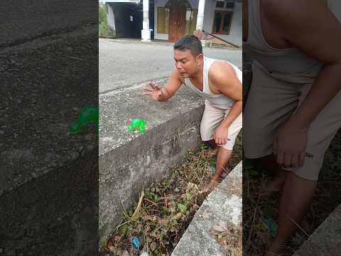 Screaming frog #shorts #trending #funny #subscribe