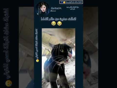ف/هل عندك حيوان أليف؟#بلاكبينك_ملكات_الكيبوب #بلينك #اكسبلور#ليسا #lalisa_266 #kpop #trend#tiktok