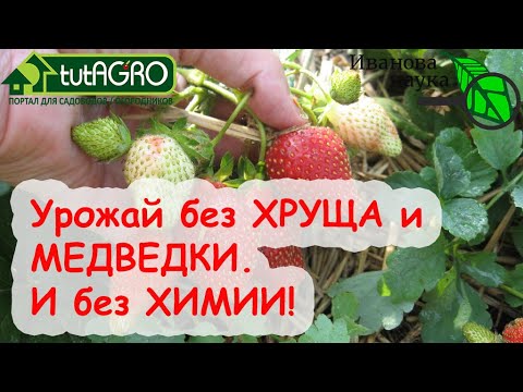 Земляника без хруща и медведки! Как избавиться от хруща без химии.