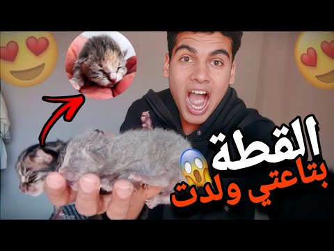 القطة بتاعتي ولدت 😱😍 وحاجات حصلت غريبه عند الحمام 🥰🕊️🔥