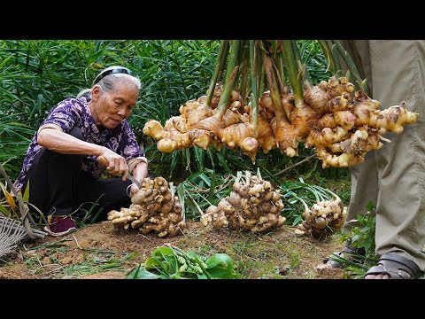 Grandma shares 4 ways to cook ginger｜生薑怎麼做最好吃？阿婆和家人教你4種做法，酸甜鹹味全上｜#food  #f广西 #美食 ｜玉林阿婆