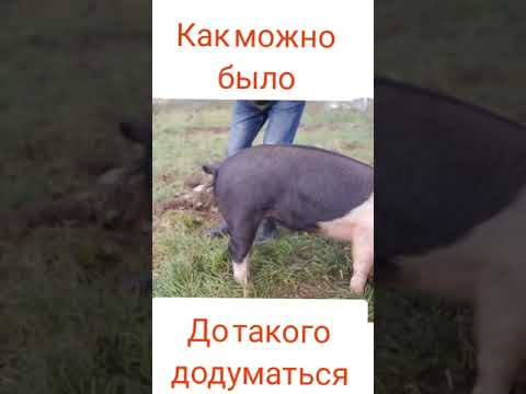 Выпрямитель свиных хвостов))))