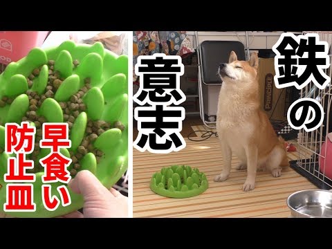 柴犬小春　【断固拒否】早食い防止皿に鉄の意志で立ち向かう柴犬