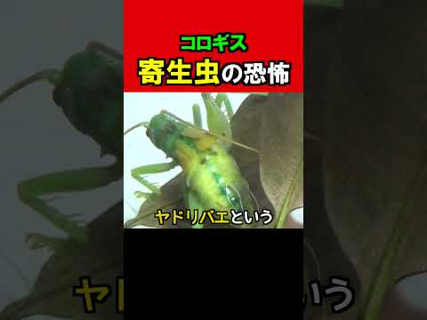 寄生虫に腹を食い破られる恐怖 #Shorts
