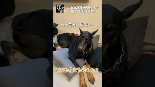 【バカ正直】無意識に人を苛立たせるドーベルマン