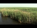 Wetland Conservation and Importance
