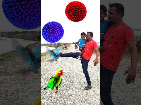 Rounding red blue kadambas to Duck, Peacock, Pigeon & Parrot - Birds names magic video