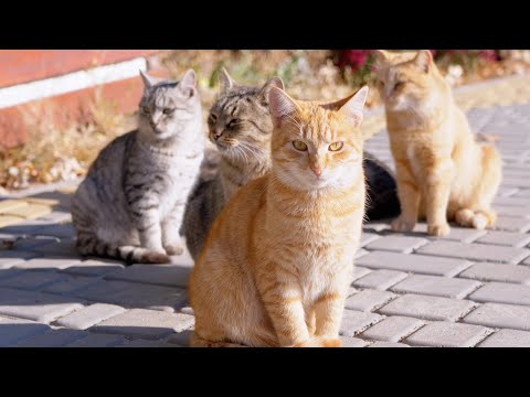 Cat Herd Family - Pets Animals Videos
