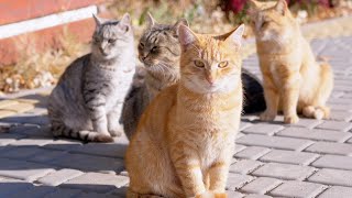 Cat Herd Family - Pets Animals Videos