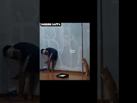 Periya Artist uh 🤣 #funny #cat #shorts #dog #shortsfeed #animals #dubbingdappa #catvideos #pets