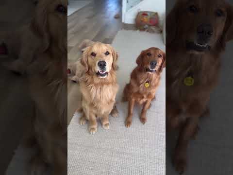 Seeing If My Dogs Are Bilingual ๐คญ #shorts #dog #funny