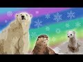 Arctic Animal Behavior and Adaptations