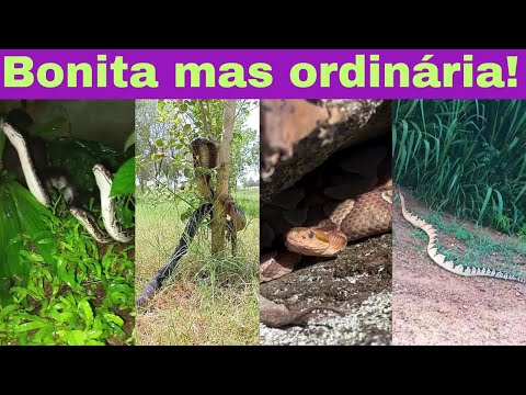 Cobras FEIAS x BONITAS: qual a mais perigosa?  Belas e mortais! Feias e inofensivas.