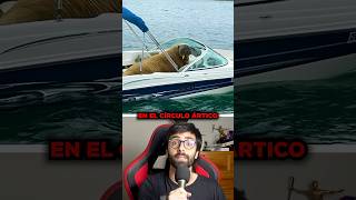 Le dieron un SILLÓN flotante para que dejara de HUNDIR botes 😱 #sabiasque #curiosidades