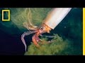 Caribbean and Humboldt Squid Facts