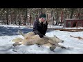 Wolves: Subspecies and Ecological Impact