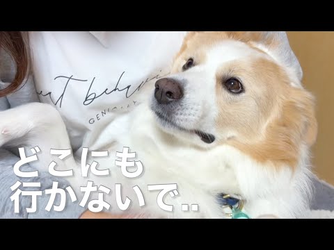 飼い主と1週間ぶりの再会で犬が泣き出しました...【ボーダーコリー•ゴールデンレトリバー】