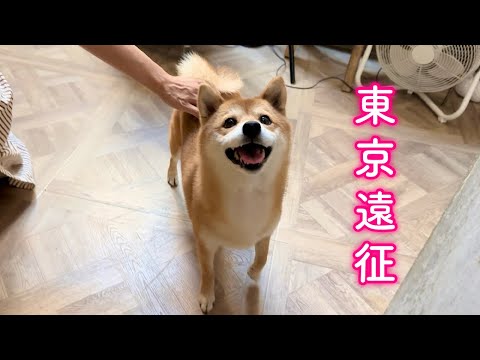 初めて東京で丸一日過ごしてみたら大興奮な柴犬姉弟が可愛すぎました