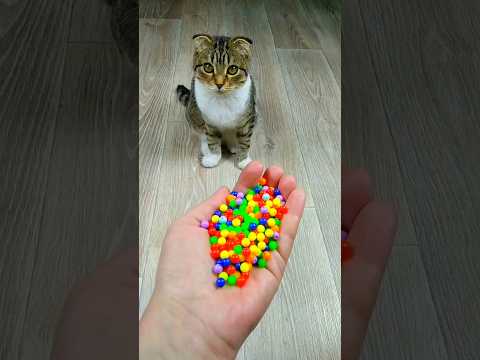 Funny Cat Barsik Beads 📿🌈 Reverse video #cat #reverse #marblerunandmore