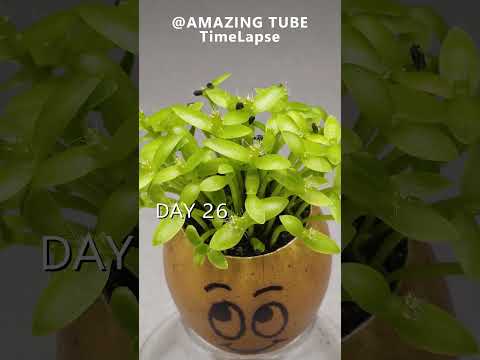 Growing Dragon Fruit Cactus in Egg Shell