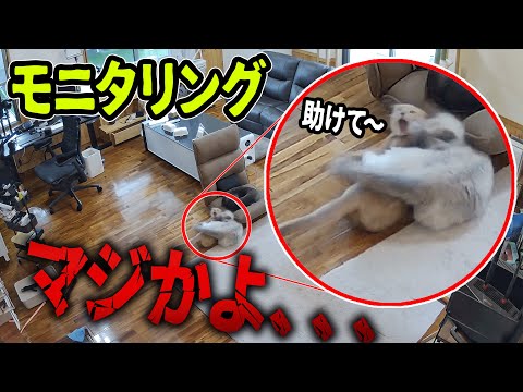 【モニタリング】主が居ない時に、猫はこっそり〇〇しています！！