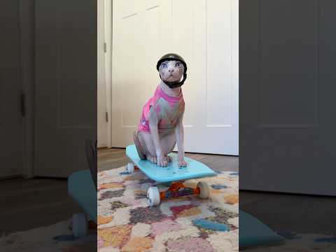 My Cat Got A PRO Skateboard 🛹 #shorts #pets #cats #sphynx #skateboarding