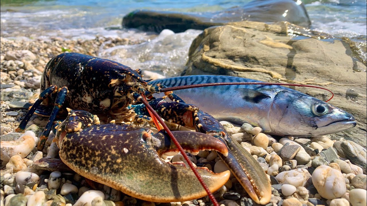 Beach Cook up - Lobster and Mackerel - Fishing and Underwater footage - The Fish Locker