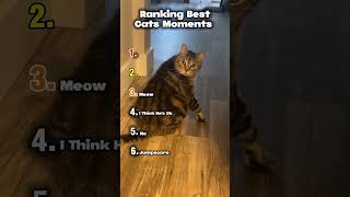 Ranking Best Cats moment #ranking #cats