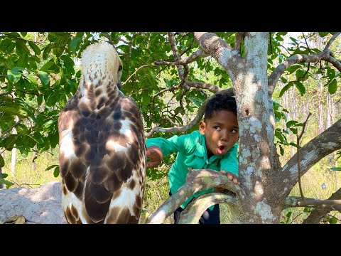 Facts to Face With Eagle. #nature #wildlife #animals #wedgetailedeagle #birds #birdslover