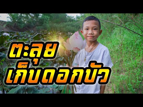 ตะลุยเก็บดอกบัวเอามาไหว้สิ่งศั