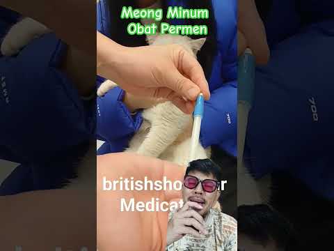 MEONG MINUM OBAT PERMEN #cat #kitten #catlover #pets #vet