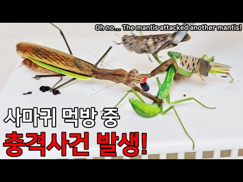 사마귀 먹방 중 충격 사건 발생..! 사마귀는 과연 무사할까요?