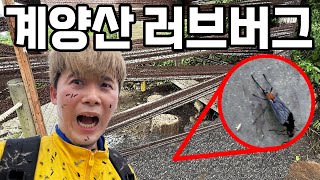 계양산 러브버그 무슨 일이 벌어진건가요